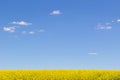 Yellow rapeseed field with deep blue sky