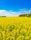 Cultivated agriculture landscape with canola land with beautiful yellow flowers at spring Royalty Free Stock Photo