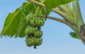 Cultivated banana with blue sky Royalty Free Stock Photo