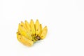 Cultivated banana Ducasse banana on white background Royalty Free Stock Photo