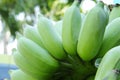 Cultivated banana