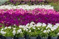 Cultivated Beauty: Greenhouse Rows of Texture and Bloom Royalty Free Stock Photo