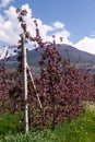 Cultivated Blooming Apple Trees, Italy Royalty Free Stock Photo