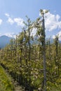Cultivated Blooming Apple Trees, Italy Royalty Free Stock Photo