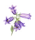 Cultivated bluebell