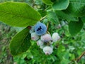 Cultivated blueberries or highbush blueberries growing on branches in various stages of maturation - ripe, immature green, green