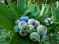 Cultivated blueberries or highbush blueberries growing on branches in various stages of maturation - ripe, immature green, green