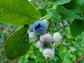 Cultivated blueberries or highbush blueberries growing on branches in various stages of maturation - ripe, immature green, green