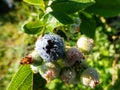 Cultivated blueberries or highbush blueberries growing on branches in various stages of maturation - ripe, immature green, green