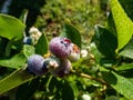 Cultivated blueberries or highbush blueberries growing on branches in various stages of maturation - ripe, immature green, green