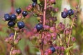 Cultivated blueberries on shrub at greenhouse