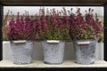 Cultivated common heather flowers in metal buckets Royalty Free Stock Photo