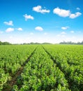 Cultivated field of broad or fava beans. Royalty Free Stock Photo