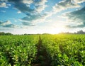 Cultivated field of broad or fava beans Vicia Faba