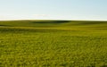 Cultivated field of Cereal in autumn