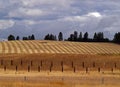 Cultivated Field - Fence Posts Royalty Free Stock Photo