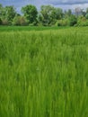 A cultivated field with the first fresh cereals waving under the power of the wind Royalty Free Stock Photo