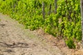 Cultivated field of grapes