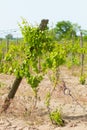 Cultivated field of grapes