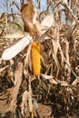 cultivated field of maize and a yellow corn cob Royalty Free Stock Photo