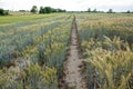 Cultivated field with path - field of trials Royalty Free Stock Photo