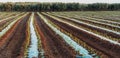 Cultivated field of vegetables