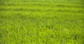 Cultivated field of young green wheat in the morning.