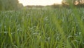 Cultivated field of young green wheat in the morning.