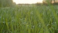 Cultivated field of young green wheat in the morning.