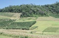 Cultivated fields and deforestation in southern Brazil. Royalty Free Stock Photo