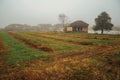 Cultivated fields and farmhouse in a foggy day Royalty Free Stock Photo