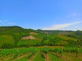 Cultivated fields with grape vine in Emilia-Romagna
