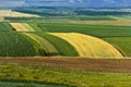 Cultivated fields during summer