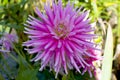 Cultivated a flowers dahlia beautiful pink