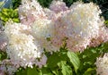 Cultivated flowers the hydrangea white-pink