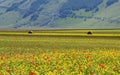 Cultivated and flowery fields of Castelluccio di Norcia