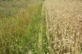 Cultivated grain, wheat farming field with ripe wheat ears borders on uncultivated green blooming meadow in summer