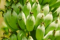 Cultivated green banana, Klui Namwa, with green peel Royalty Free Stock Photo