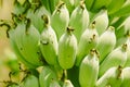 Cultivated green banana, Klui Namwa, with green peel Royalty Free Stock Photo