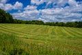 Cultivated hay, isanti county