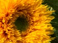 Cultivated Hybird Sunflower Royalty Free Stock Photo