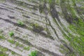 Cultivated land with growing green young seedlings. agricultural background. aerial view Royalty Free Stock Photo