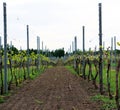 Cultivated land between two lines of young grape plants in vineyard Royalty Free Stock Photo