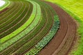 Cultivated land with vegetable patches