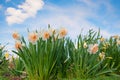 cultivated narcissus flowers at the field