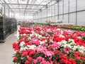 Cultivated ornamental flowers growing in a commercial plactic foil covered horticulture greenhouse