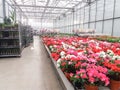 Cultivated ornamental flowers growing in a commercial plactic foil covered horticulture greenhouse Royalty Free Stock Photo