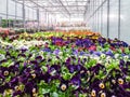 Cultivated ornamental flowers growing in a commercial plactic foil covered horticulture greenhouse Royalty Free Stock Photo