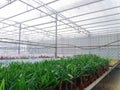 Cultivated ornamental flowers growing in a commercial plactic foil covered horticulture greenhouse