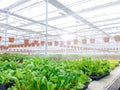 Cultivated ornamental flowers growing in a commercial plactic foil covered horticulture greenhouse